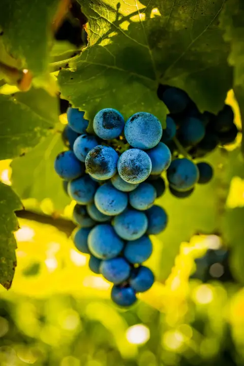 Vignoble du Mitan product photo