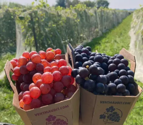Vignoble du Vent Maudit product photo