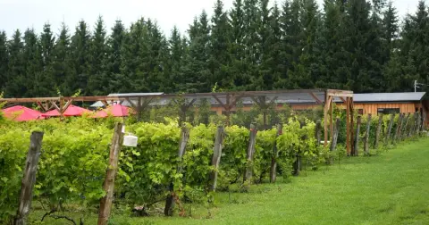 Rows of vines with the vineyard buildings and terrace umbrellas behind
