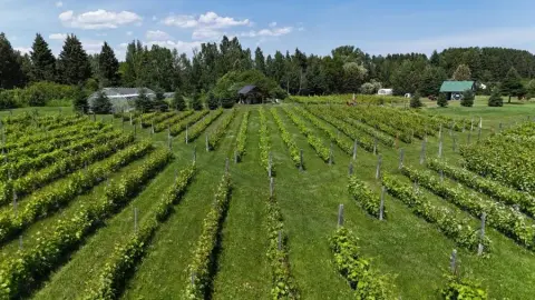 Notre vignoble