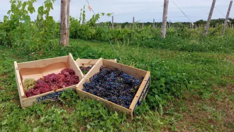 Vignoble Le 10-Vin product photo