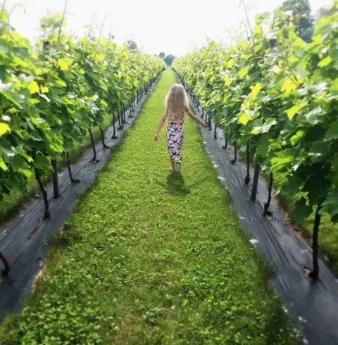 vignoble Les Gémeaux visite