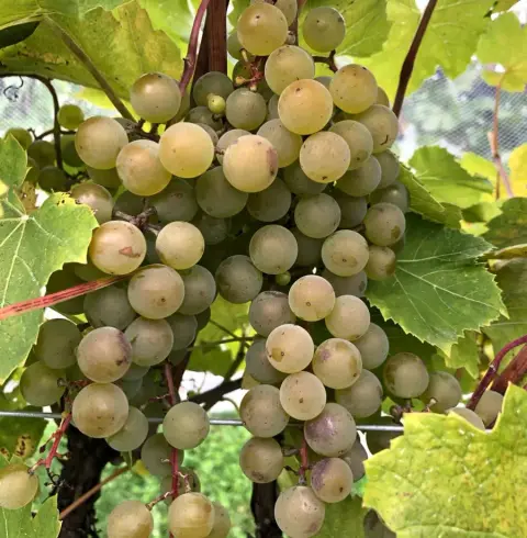 raisins vignoble Les Gémeaux
