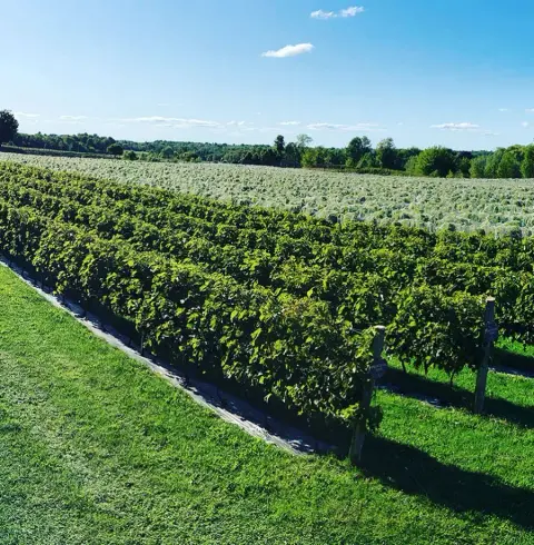 vignoble Les Gémeaux