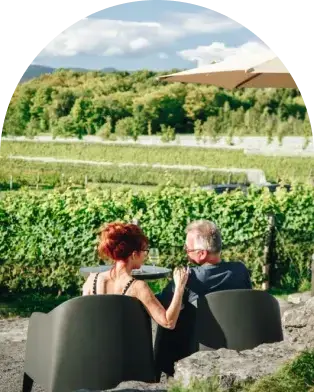The vines at Sainte-Pétronille
