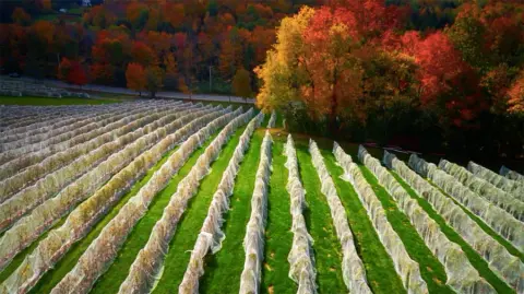 Sugar Hill vineyard above Lac Brome, Quebec
