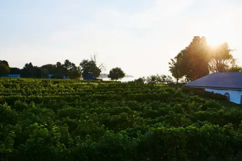 Rows of vines at Waupoos Estates running toward Prince Edward Bay