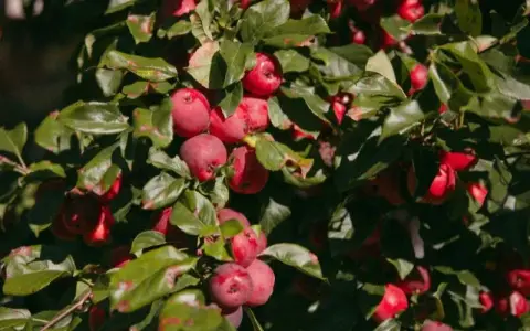 Red crabapples on the tree at Wooden Gate