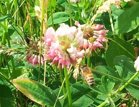 Clover honey
