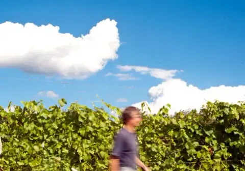 Walking the vineyard rows at Zanatta